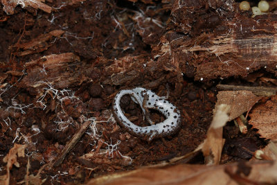Four-toed Salamander