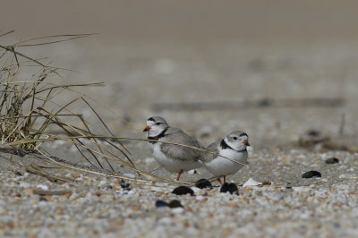 Piping Plovers