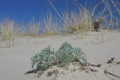 Artemisia campestris ssp. caudata- Beach Wormwood 