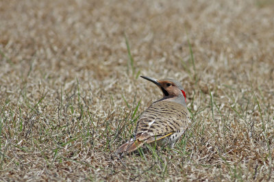Northern Flicker