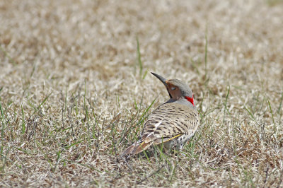 Northern Flicker