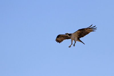 Osprey