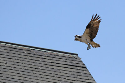 Osprey