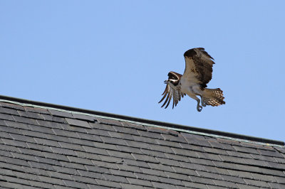 Osprey