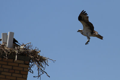 Osprey