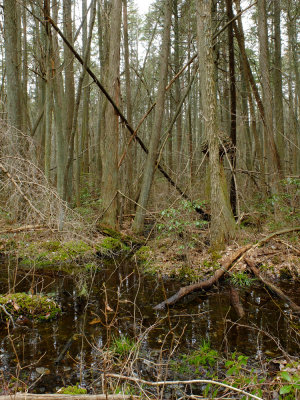 Atlantic White Cedar swamp