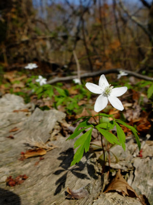 Anemone quinquefolia- Wood Anemone