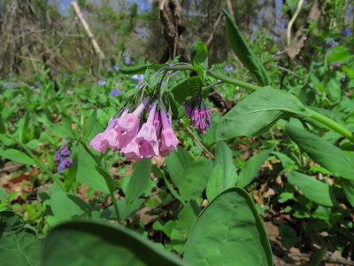 Mertensia virginica- Virginia Bluebells