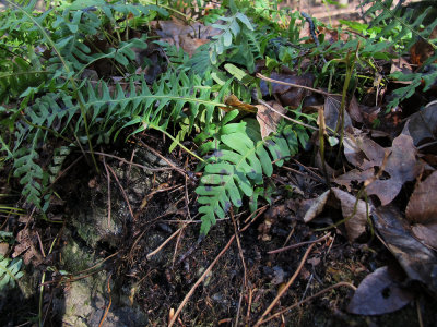 Polypodium virginianum- Rock Polypody