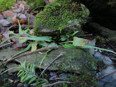 Asplenium rhizophyllum- Walking Fern