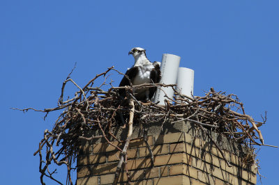 Osprey