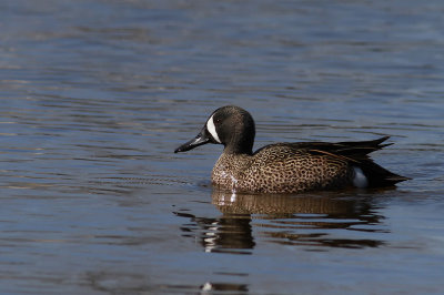 Blue-winged Teal