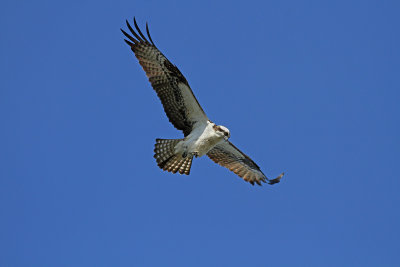 Osprey