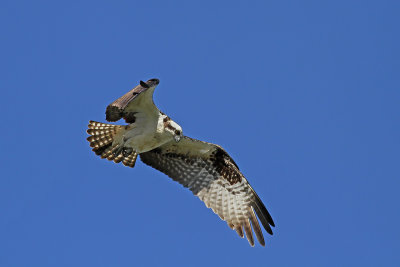 Osprey