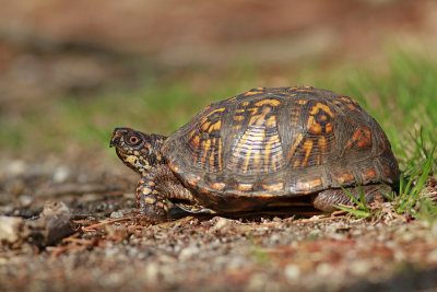 Eastern Box Turtle