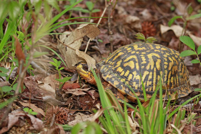 Eastern Box Turtle