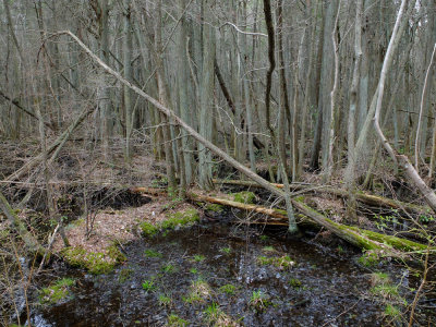 Atlantic White Cedar swamp