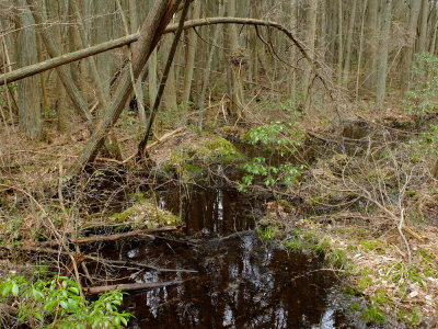 Atlantic White Cedar swamp