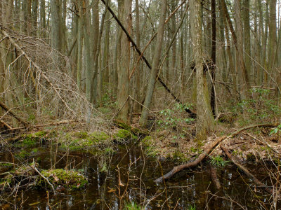Atlantic White Cedar swamp