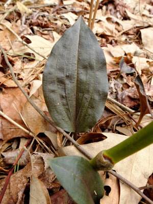 Tipularia discolor- Cranefly Orchid