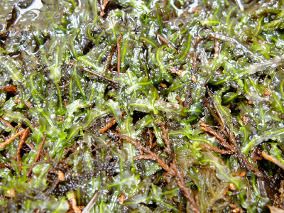 DSCF1071.jpg