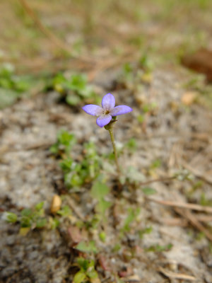 Houstonia pusilla- Tiny Bluets