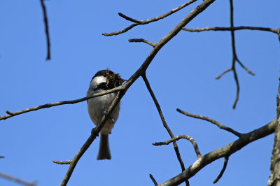 Carolina Chickadee