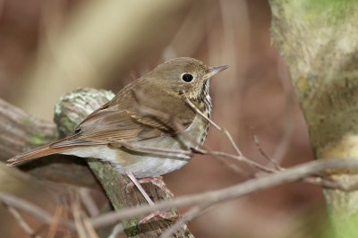 Hermit Thrush