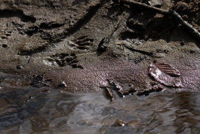 Raccoon prints