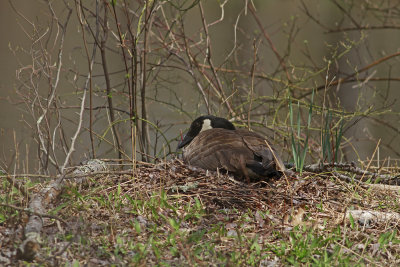 Canada Goose nesting