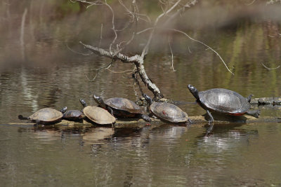 Red-bellied and Painted Turtles