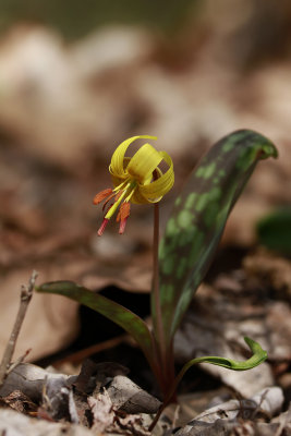 Erythronium americanum- Trout Lily