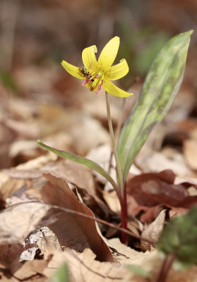 Erythronium americanum- Trout Lily