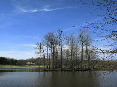 Great Blue Heron nests