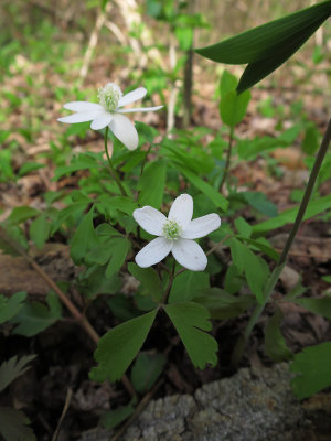 Anemone quinquefolia- Wood Anemone