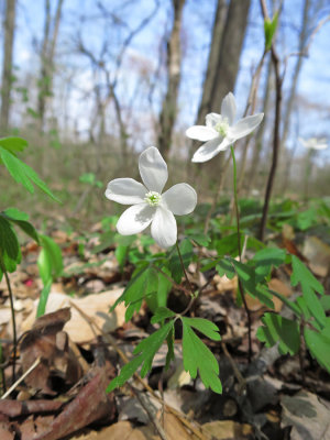 Anemone quinquefolia- Wood Anemone