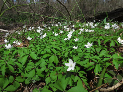 Anemone quinquefolia- Wood Anemone