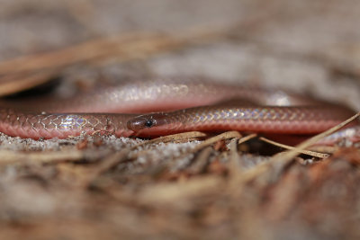 Eastern Worm Snake