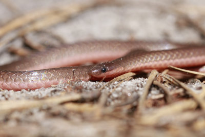 Eastern Worm Snake