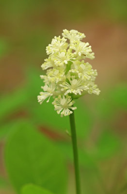 Actaea pachypoda- White Baneberry