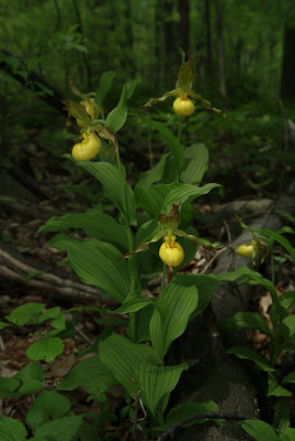 Cypripedium pubescens var. pubescens- Large Yellow Lady's Slipper