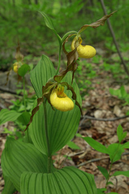 Cypripedium pubescens var. pubescens- Large Yellow Lady's Slipper