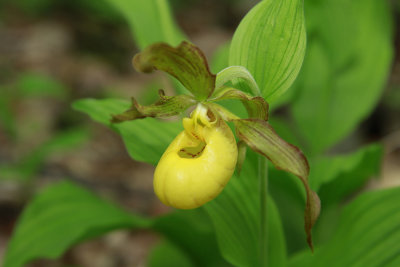 Cypripedium pubescens var. pubescens- Large Yellow Lady's Slipper