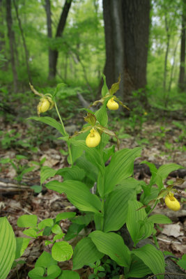 Cypripedium pubescens var. pubescens- Large Yellow Lady's Slipper