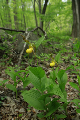 Cypripedium pubescens var. pubescens- Large Yellow Lady's Slipper