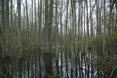 Vernal pool