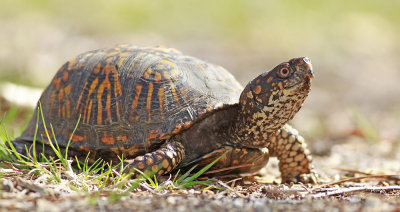 Eastern Box Turtle