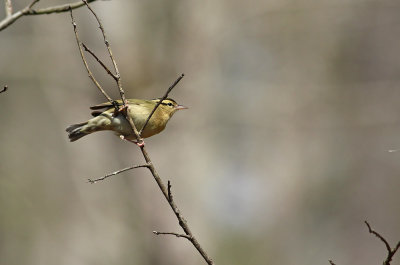 Worm-eating Warbler