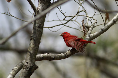 Summer Tanager