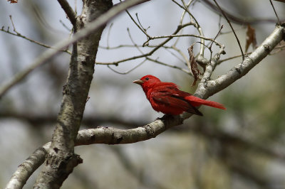 Summer Tanager